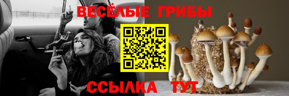 Псилоцибиновые грибы мицелий Новозыбков